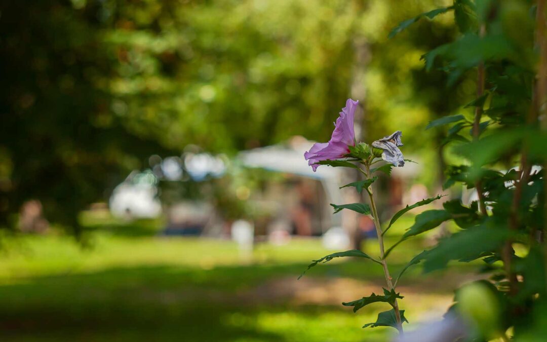 előszezon Thermal Camping - Thermal Fürdő Zalakaros