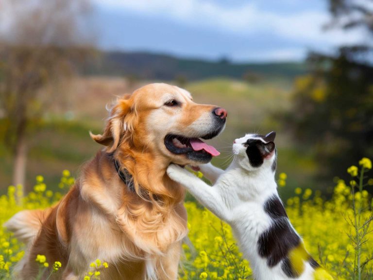 kutyabarát kisállatbarát kemping Zalakaros Thermal Camping