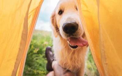 7 grundlegende Dinge für den perfekten Campingausflug